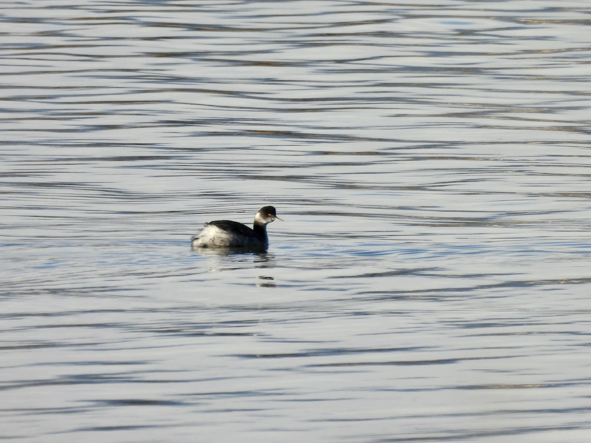 potápka černokrká - ML645406725