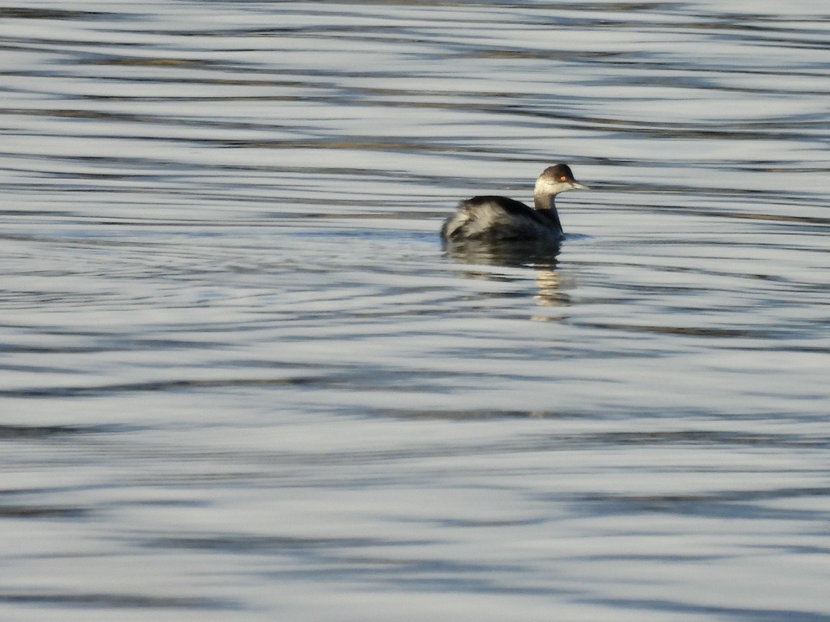 potápka černokrká - ML645406726