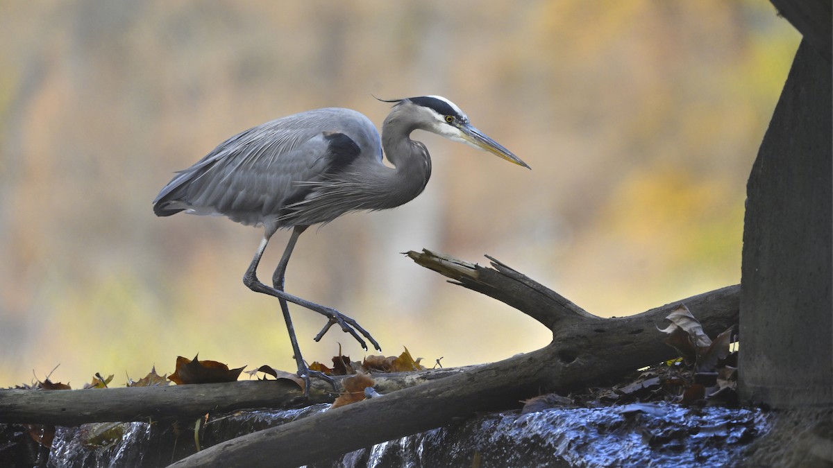 Great Blue Heron - ML645406727