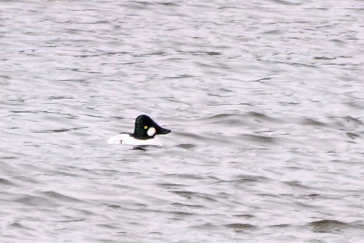 Common Goldeneye - ML645406732