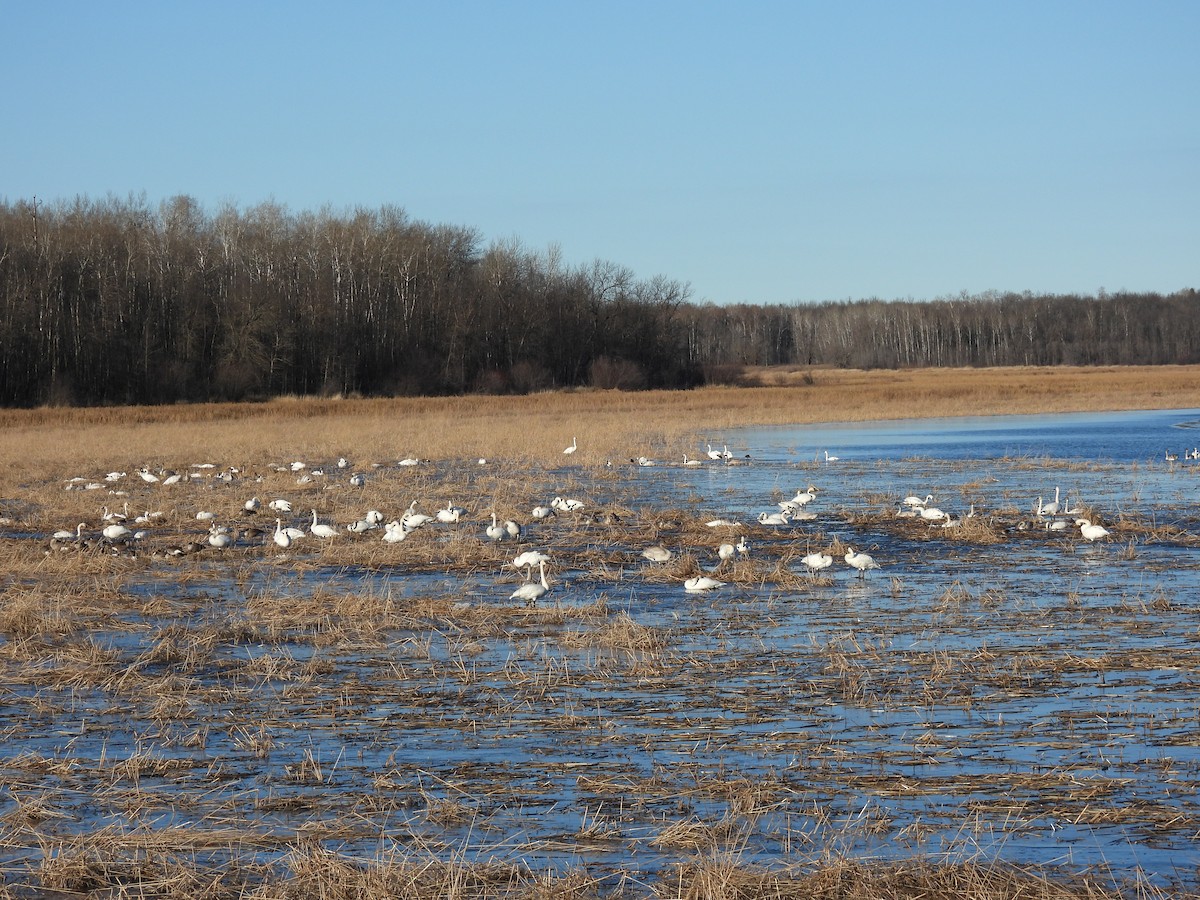 Trumpeter Swan - ML645406752