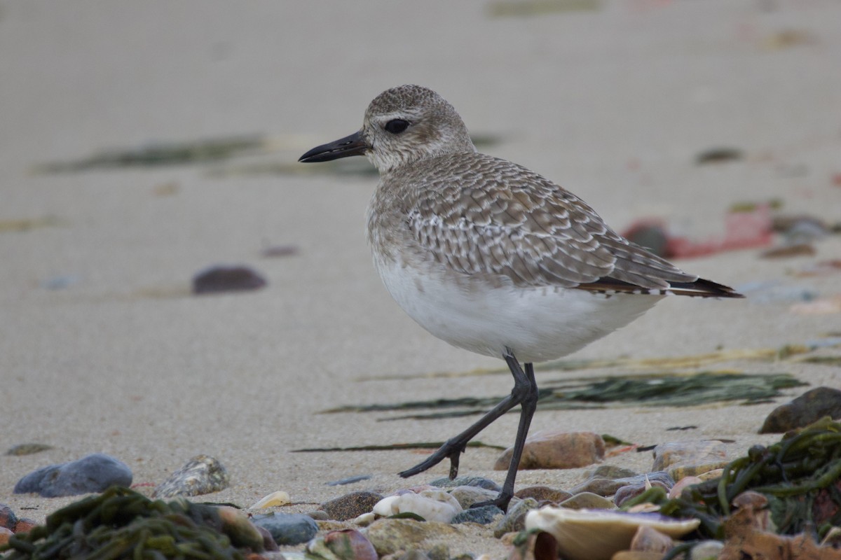 חופזי מנומר - ML645406792