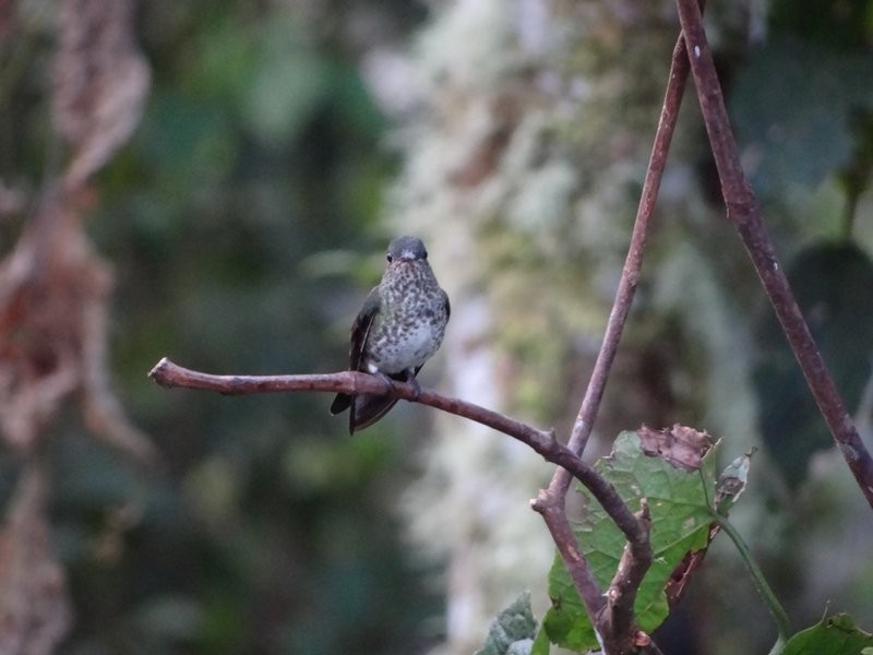 Tropfenkolibri - ML645406793