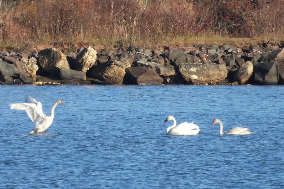 Tundra Swan - ML645406797