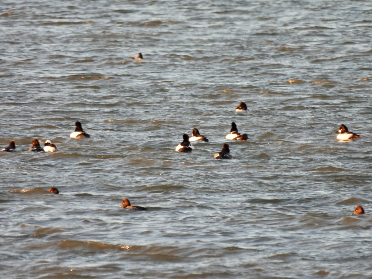 Common Goldeneye - ML645406802