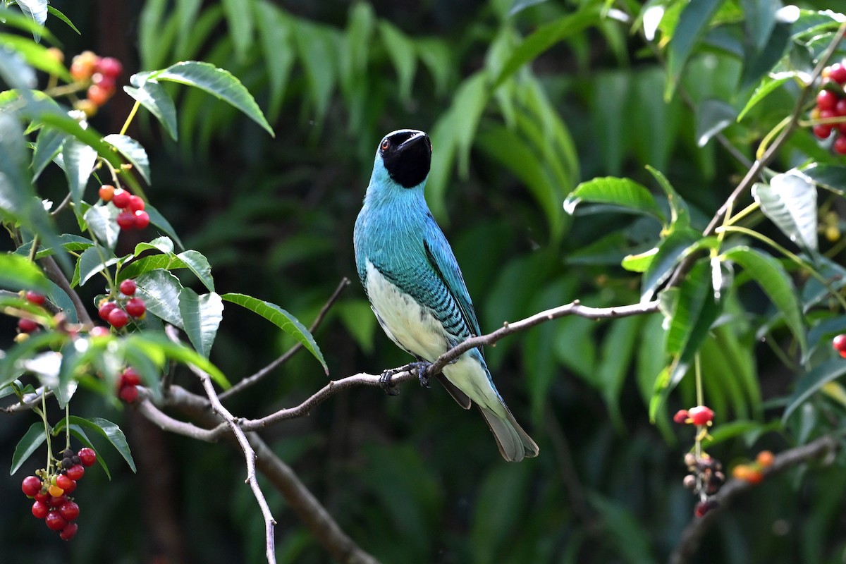Swallow Tanager - ML645406811