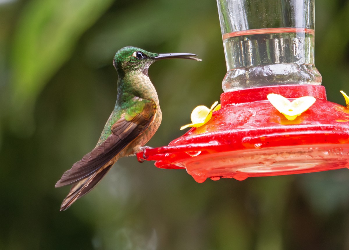 Fawn-breasted Brilliant - ML645406818