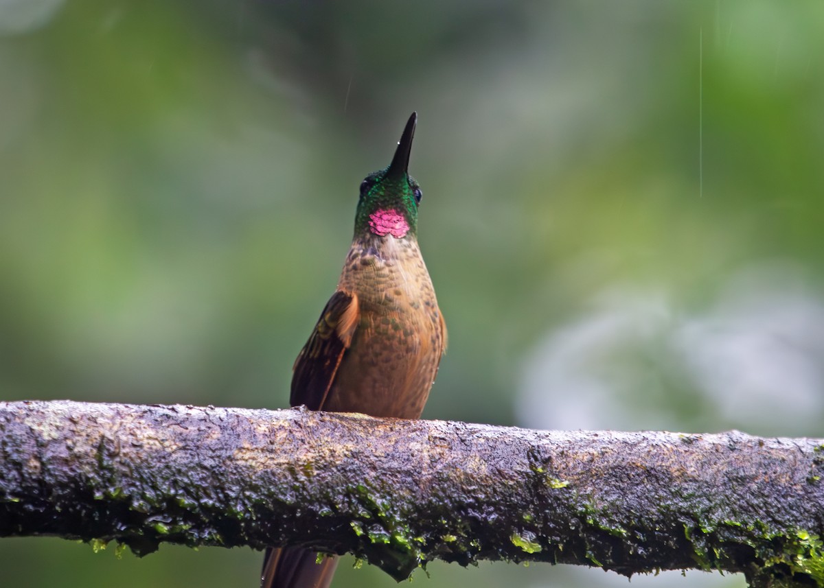 Fawn-breasted Brilliant - ML645406819