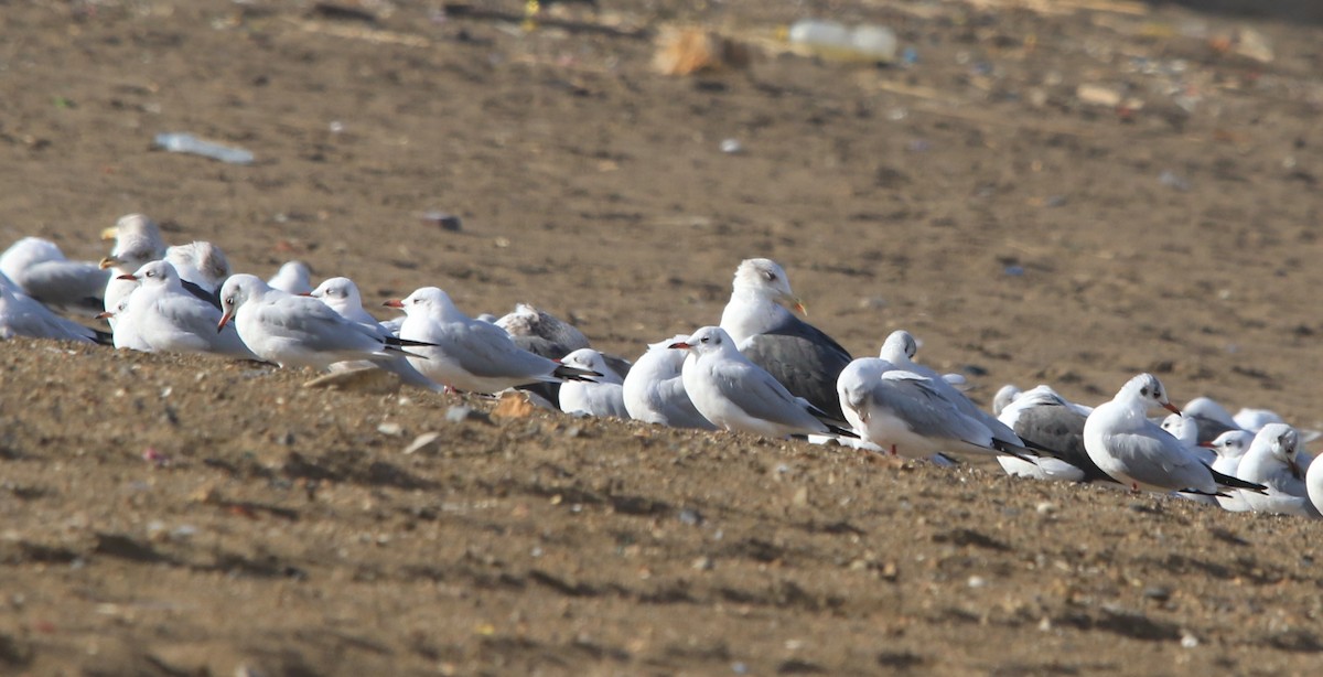 Black-headed Gull - ML645406834