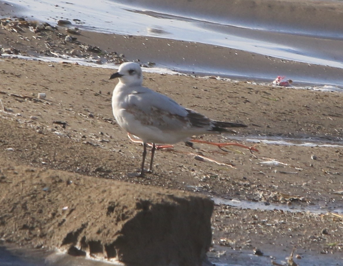 Mediterranean Gull - ML645406836
