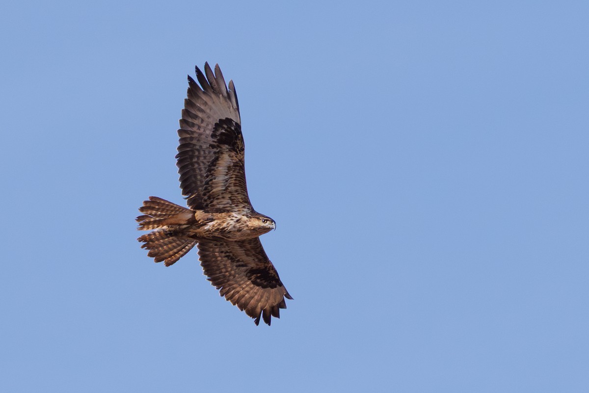 Common Buzzard (Canary Is.) - ML645406839