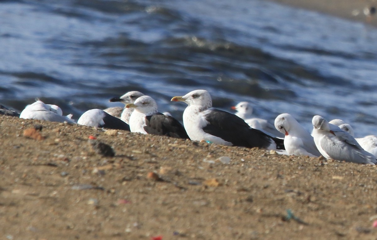 Lesser Black-backed Gull - ML645406840
