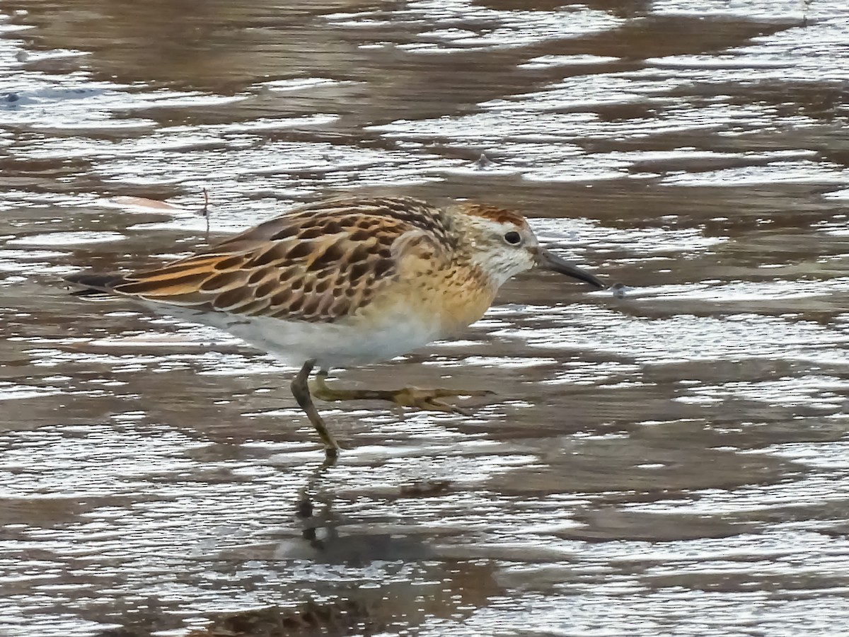 Sharp-tailed Sandpiper - ML645406848