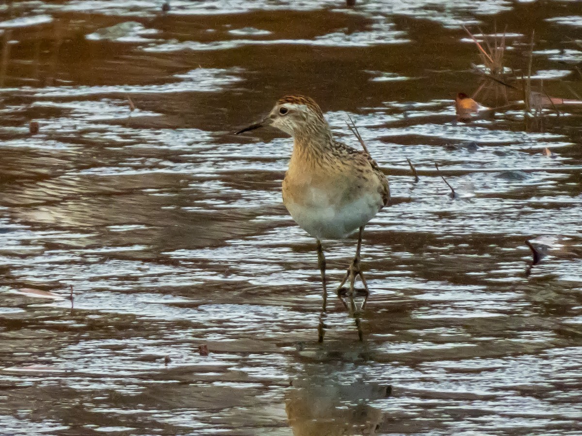 Sharp-tailed Sandpiper - ML645406849