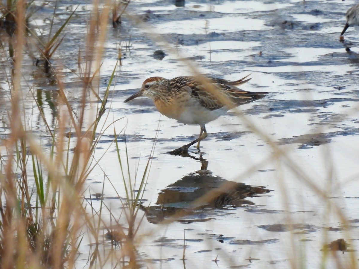 Sharp-tailed Sandpiper - ML645406850