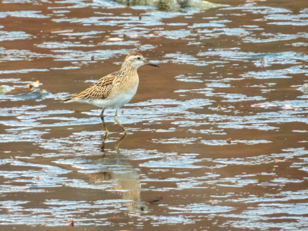 Sharp-tailed Sandpiper - ML645406851