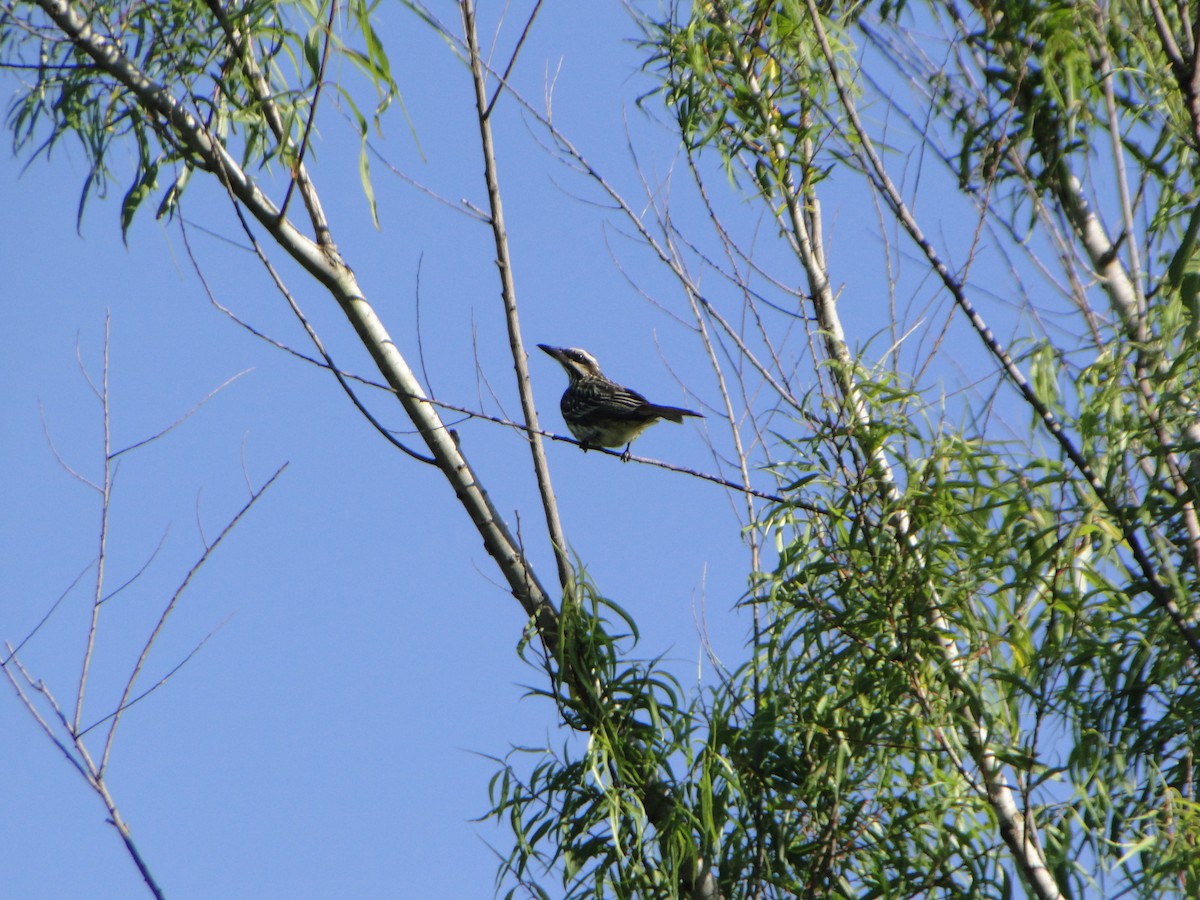 Streaked Flycatcher - ML645406865