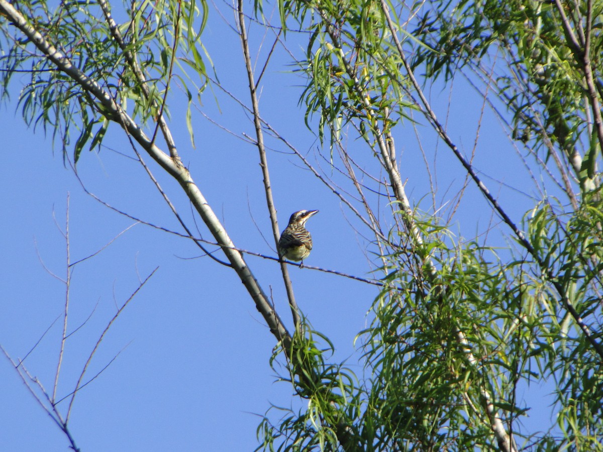 Streaked Flycatcher - ML645406866