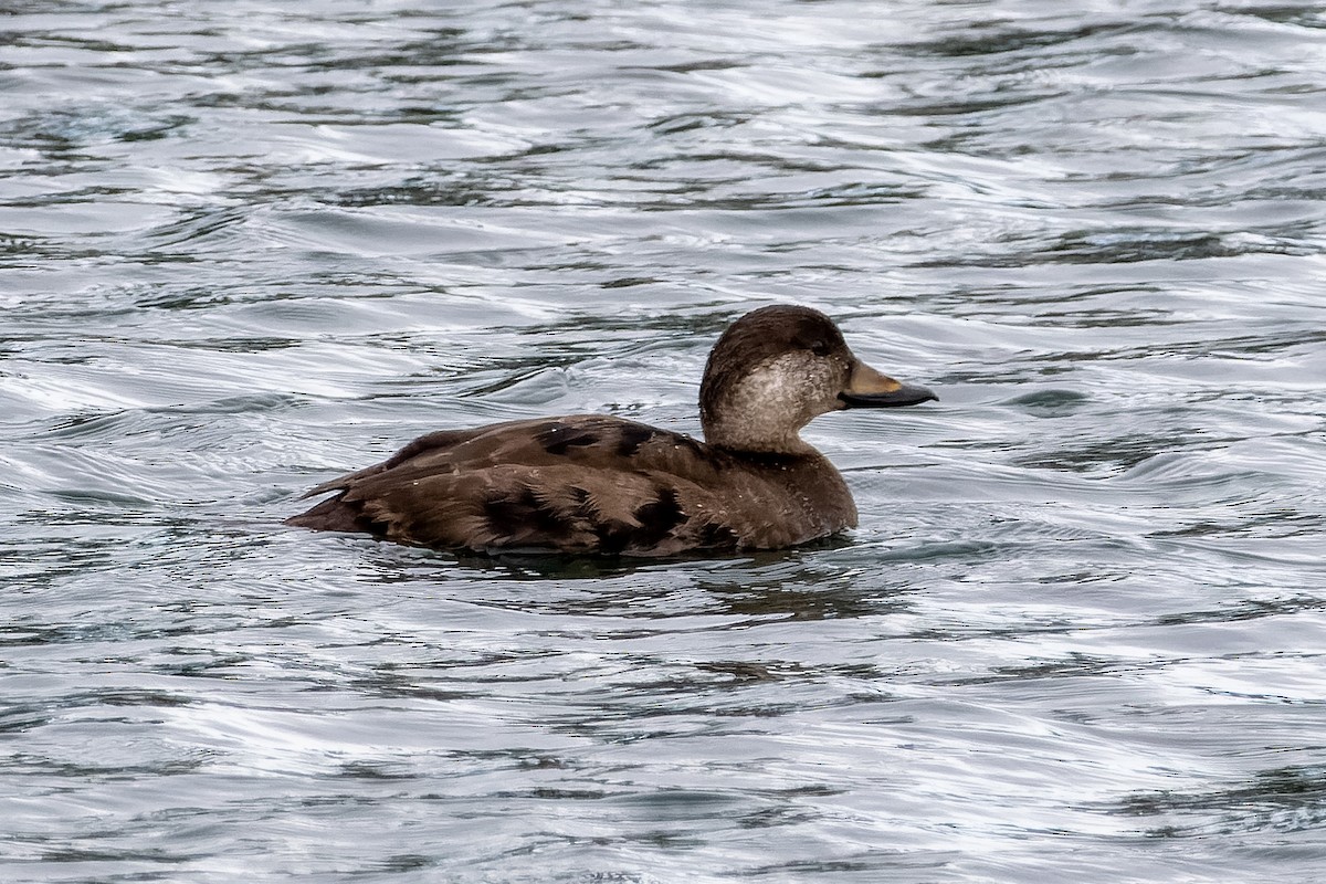 Black Scoter - ML645406871