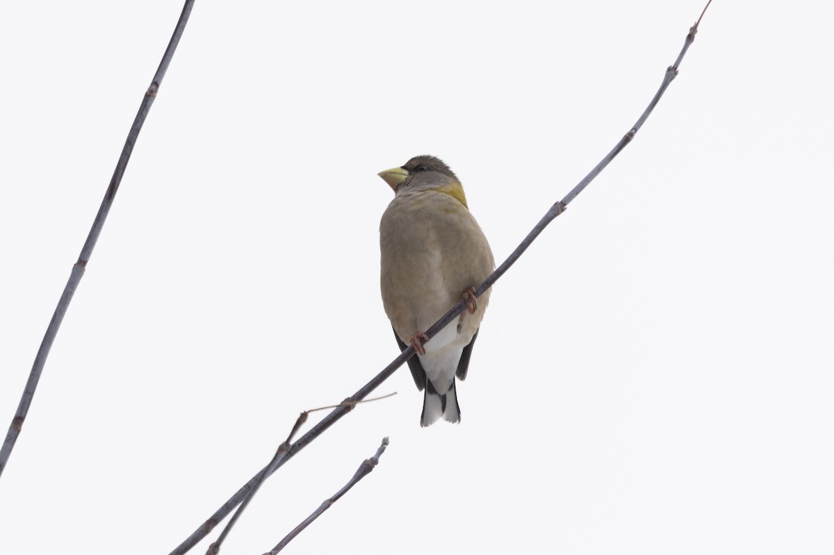 Evening Grosbeak - ML645406902