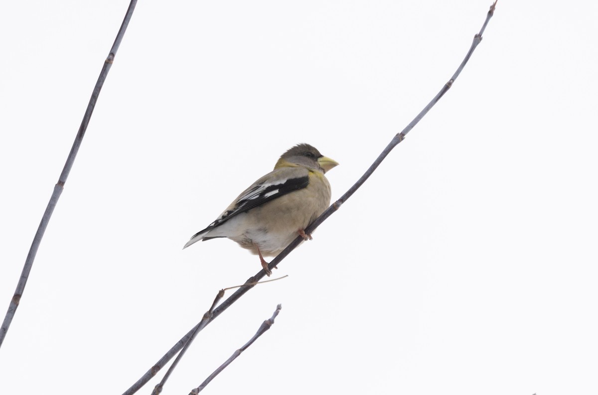 Evening Grosbeak - ML645406903