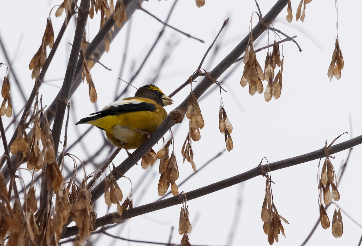 Evening Grosbeak - ML645406904