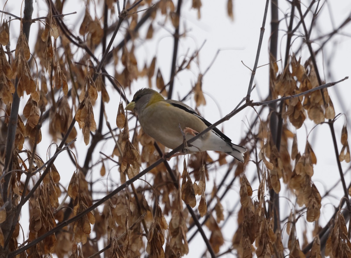 Evening Grosbeak - ML645406905