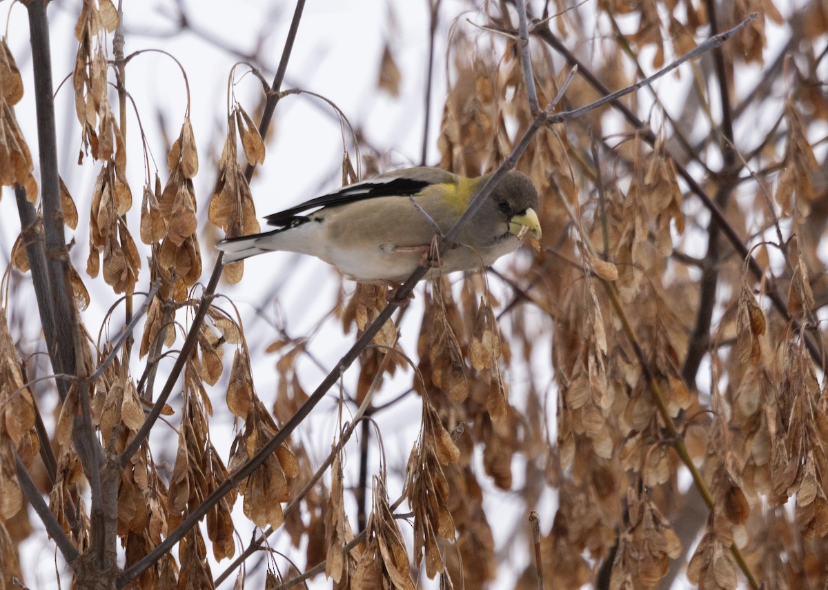Evening Grosbeak - ML645406906