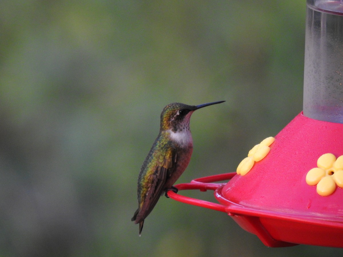 Рубиновогорлый колибри - ML645406911