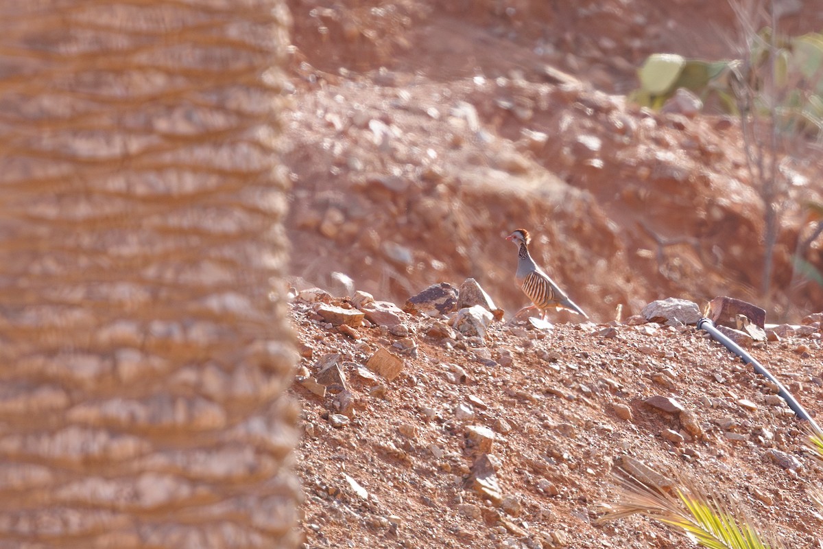 Barbary Partridge - ML645406915