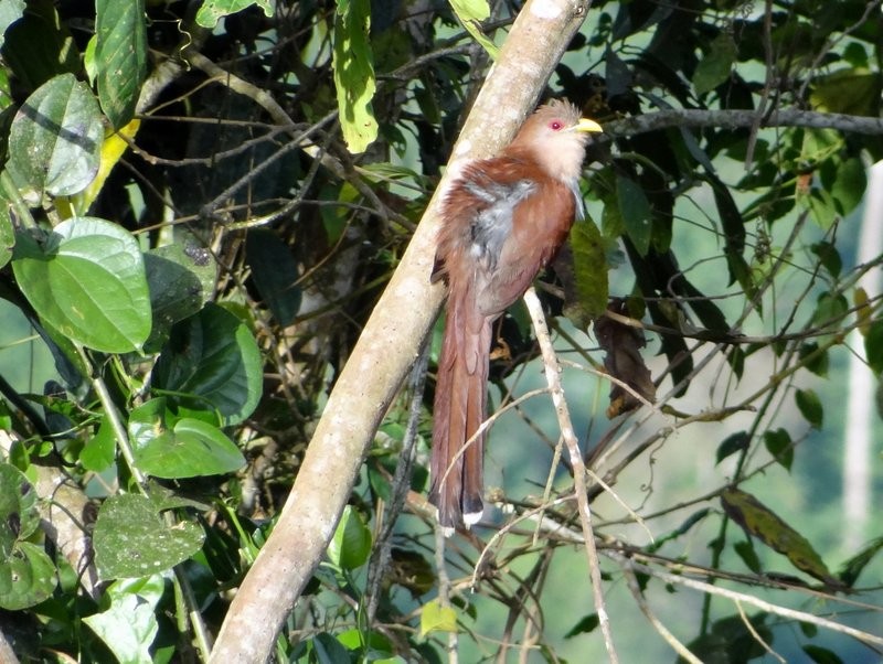 Little Cuckoo - ML645406920