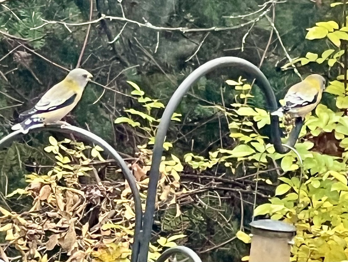 Evening Grosbeak - ML645406932