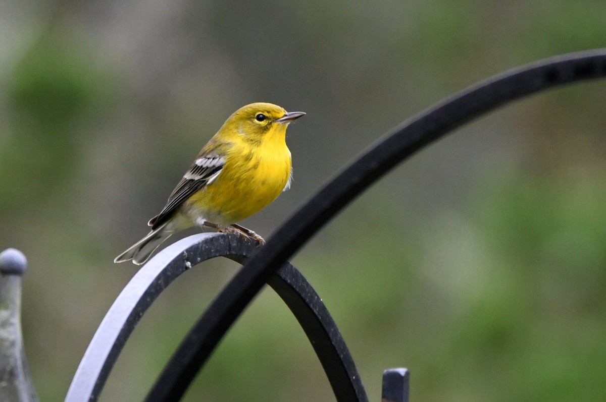 Pine Warbler - ML645406934