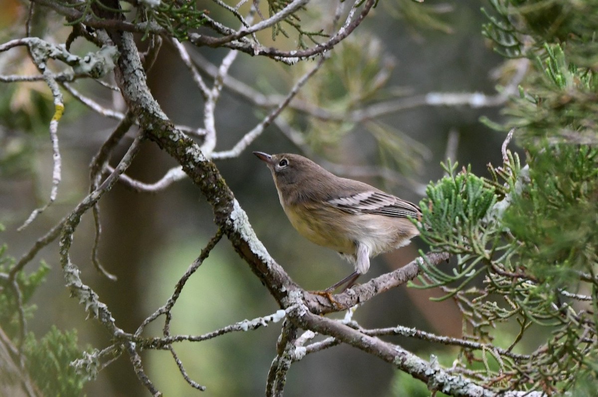 Pine Warbler - ML645406939