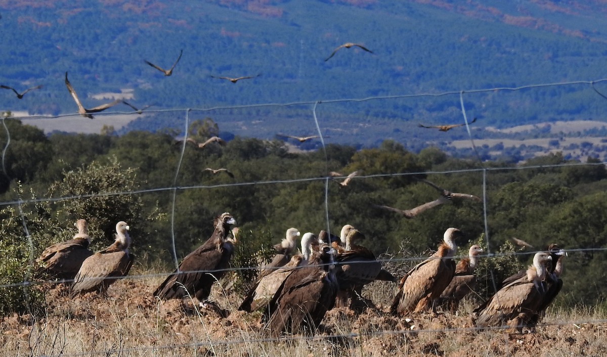 sup hnědý - ML645406943