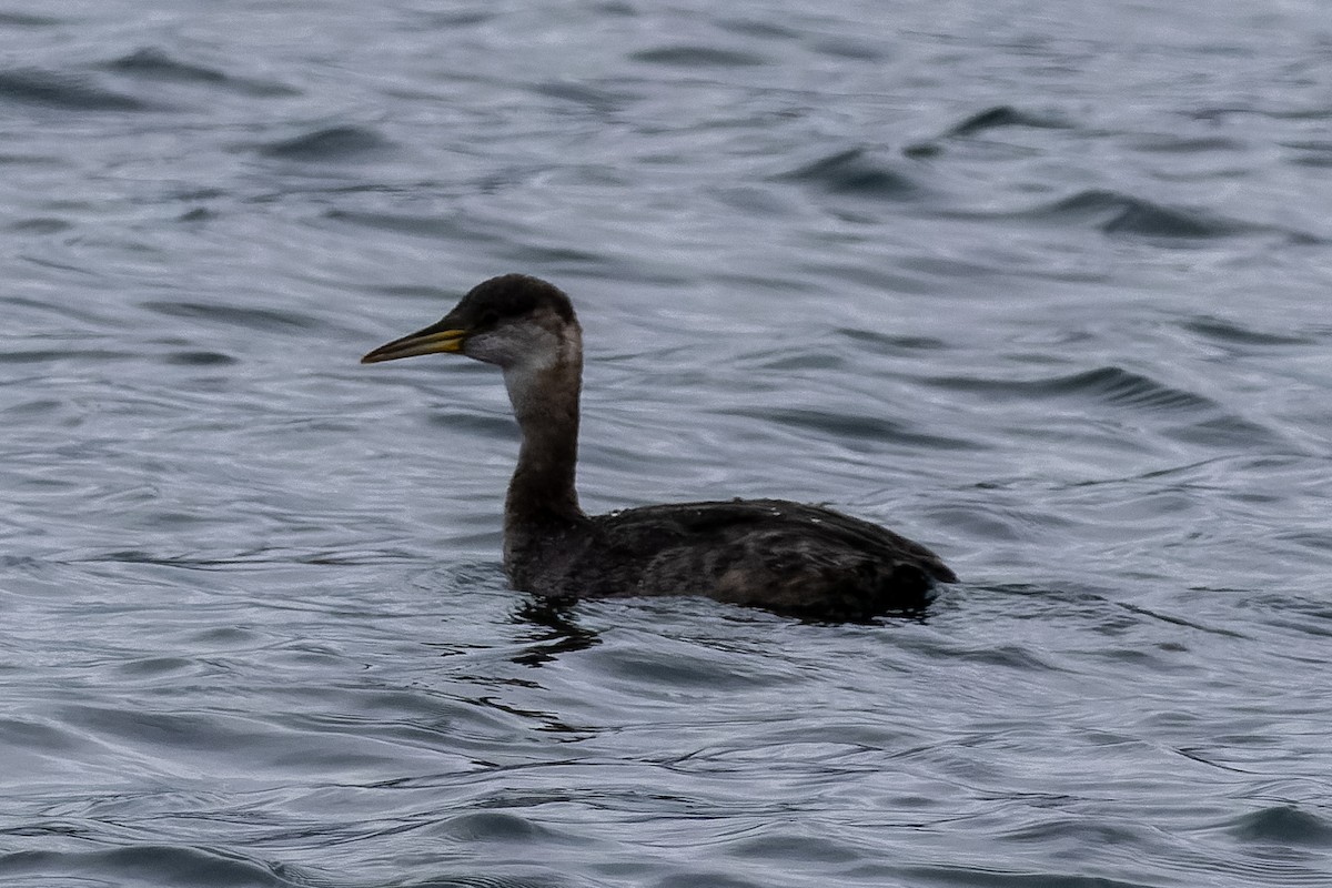 Red-necked Grebe - ML645406952