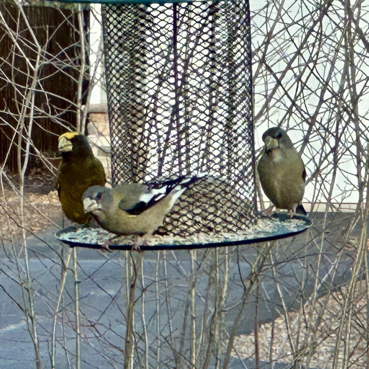 Evening Grosbeak - ML645406956