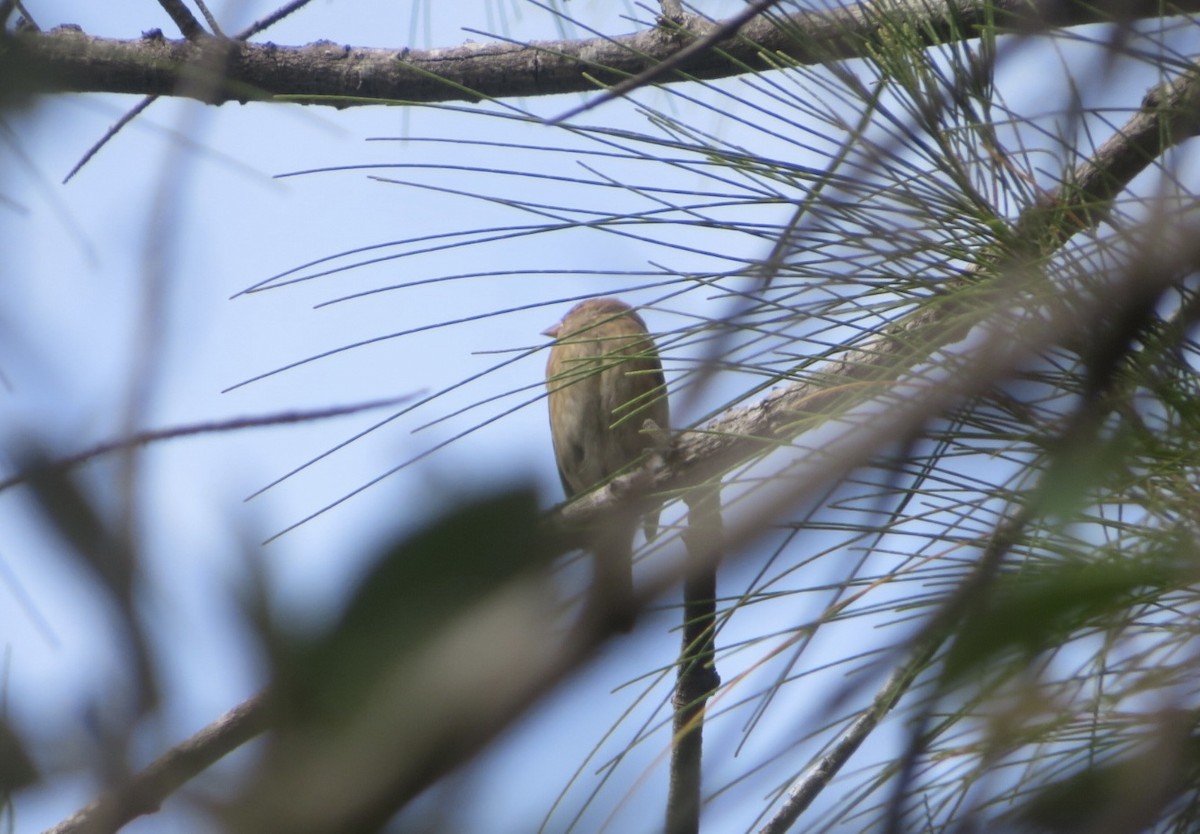 Индиговый колорин - ML645406987