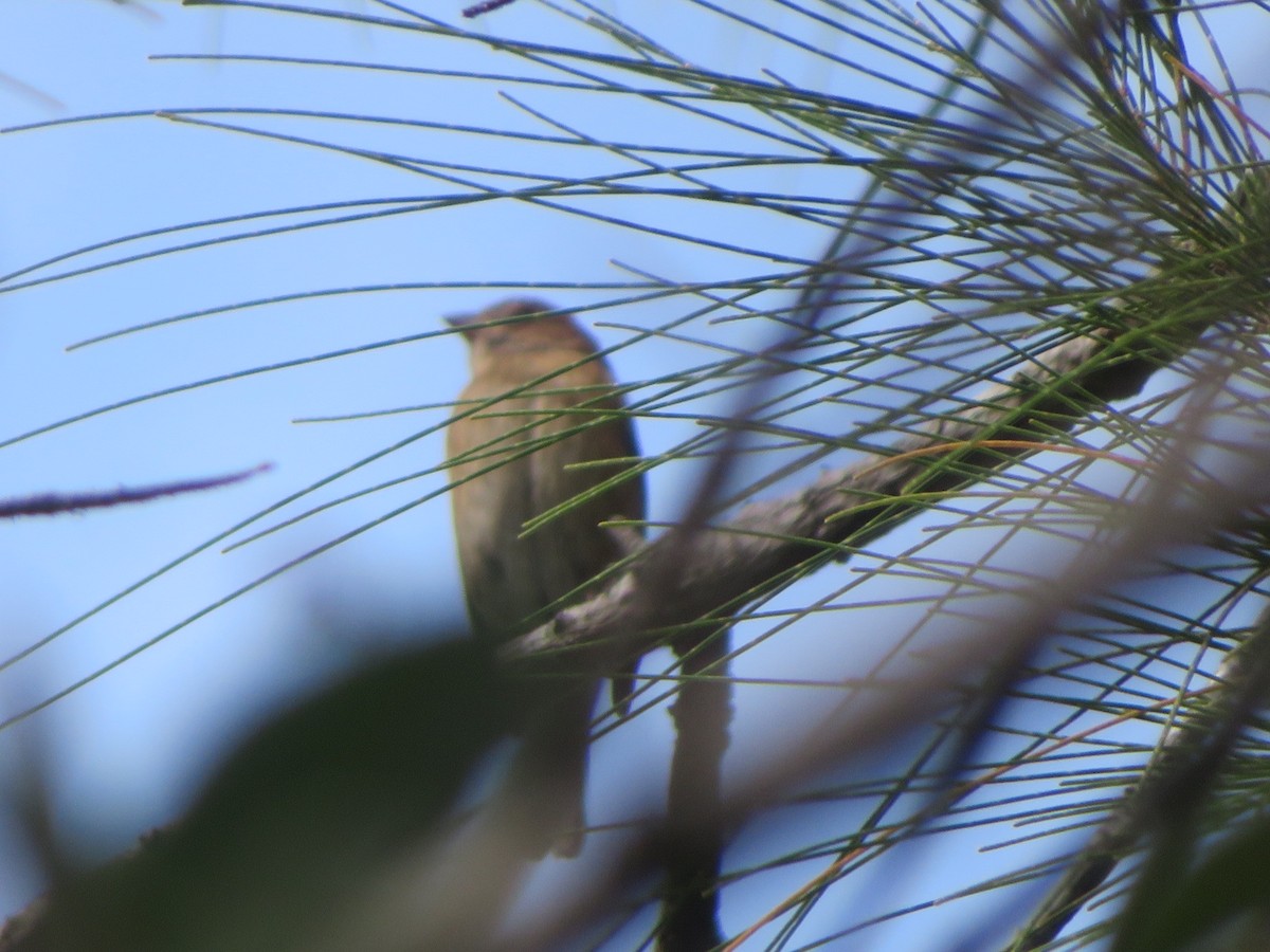 Индиговый колорин - ML645406988