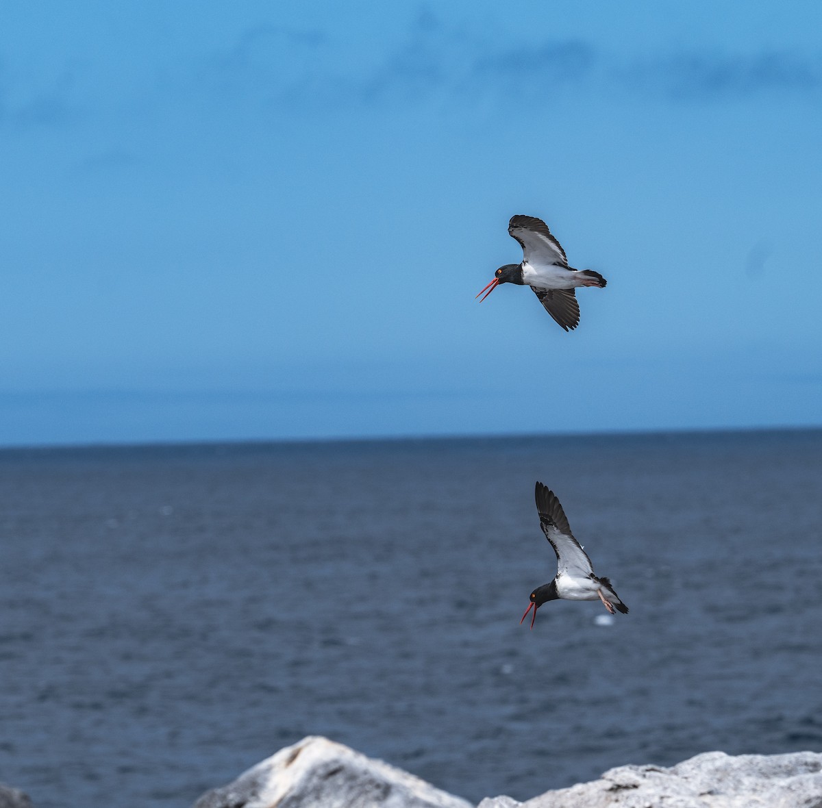 ústřičník americký - ML645406993