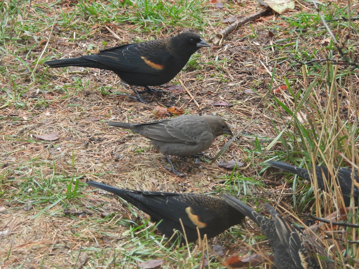 Red-winged Blackbird - ML645407008