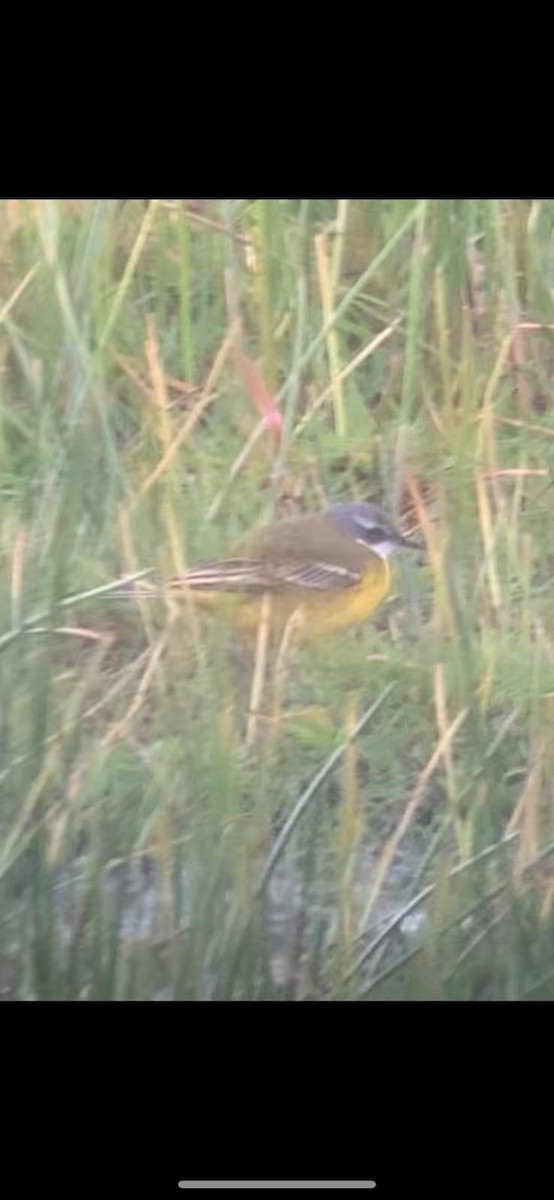 Western Yellow Wagtail (iberiae) - ML645407013