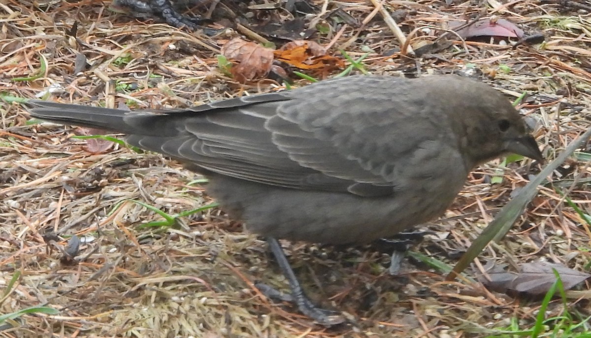 brunhodetrupial - ML645407014