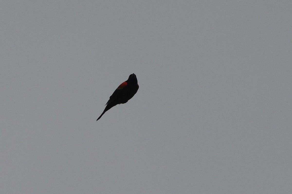 Red-winged Blackbird - ML645407033
