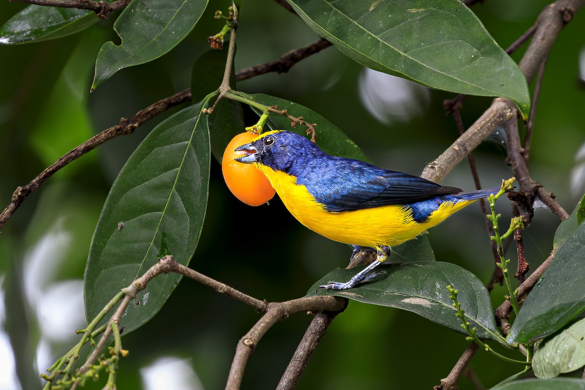 ハシブトスミレフウキンチョウ - ML645407041