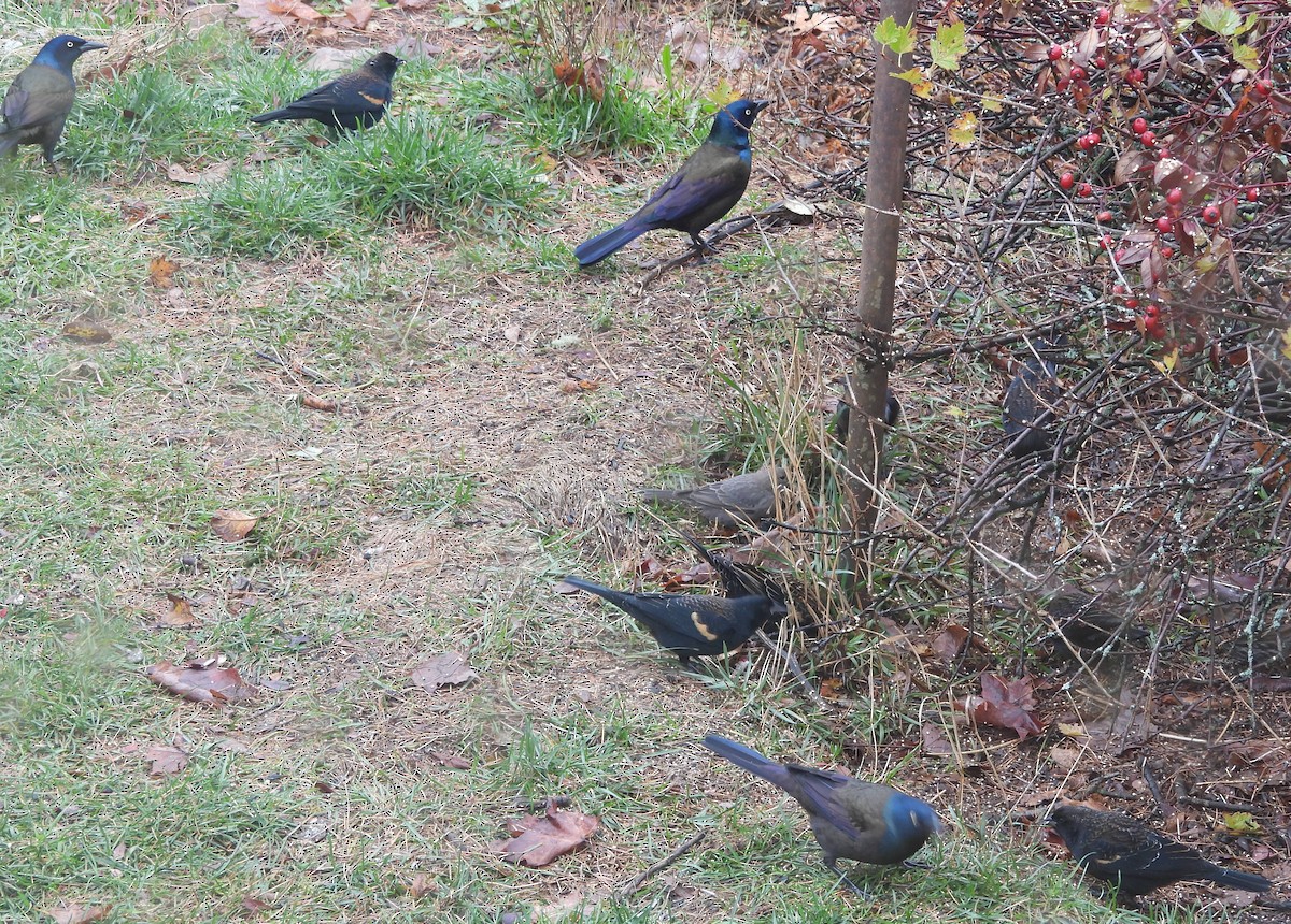 Common Grackle - ML645407042