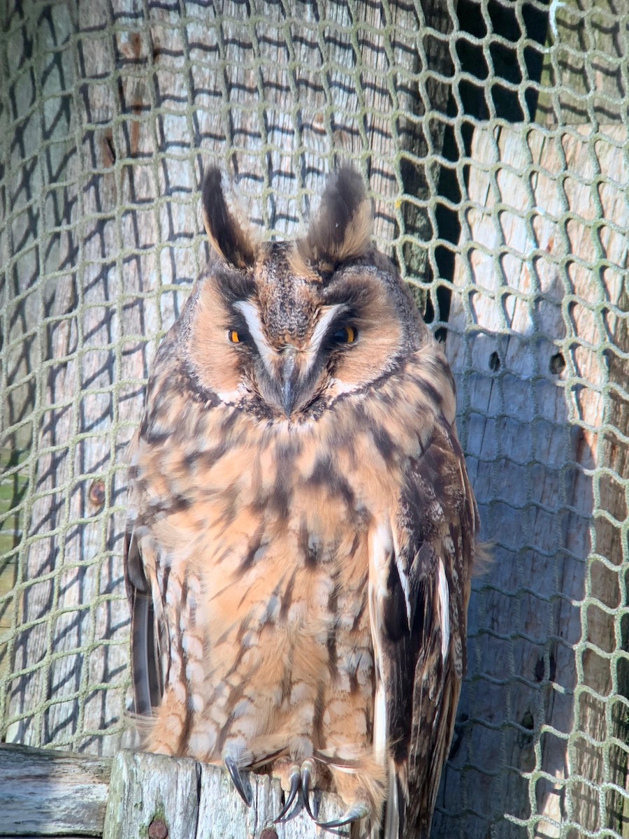 Long-eared Owl - ML645407052