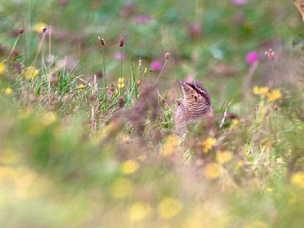 Eurasian Wryneck - ML645407085