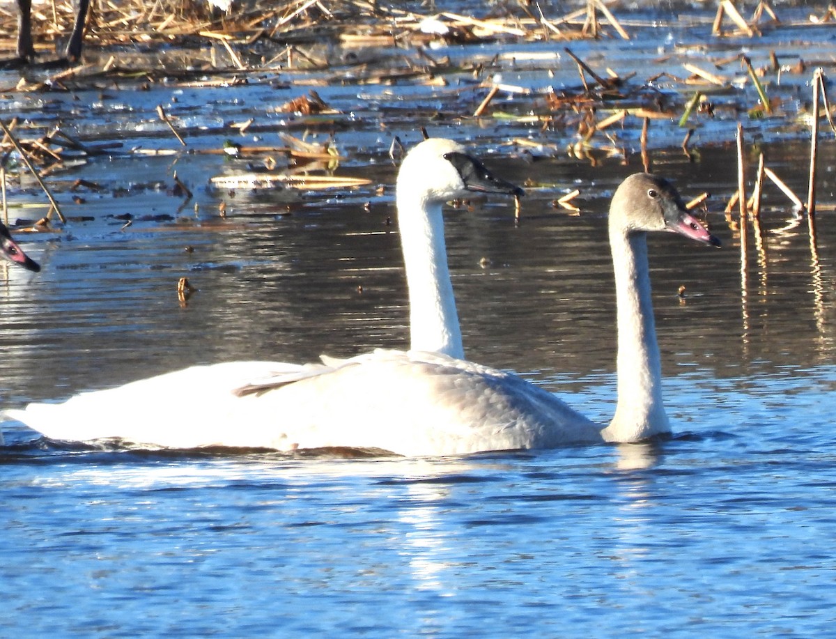 Trumpeter Swan - ML645407089