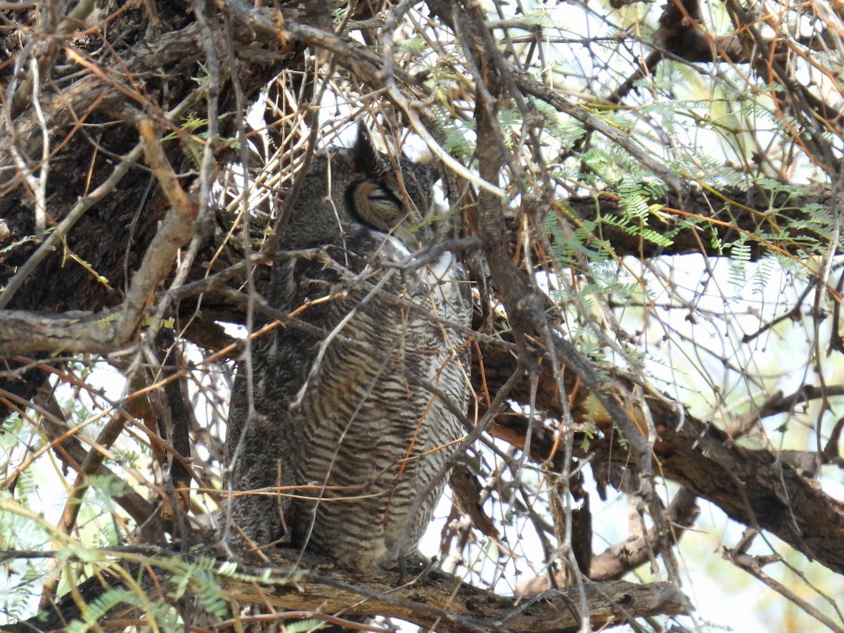 Пугач віргінський - ML645407094
